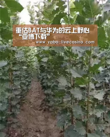 亚博直播