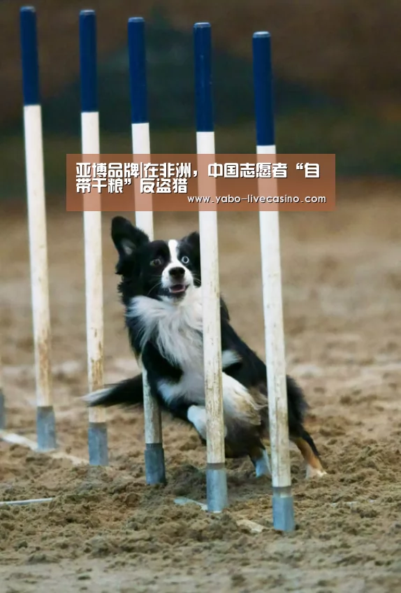 亚博品牌|在非洲,中国志愿者“自带干粮”反盗猎(图3) 亚博下载